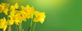 Daffodils, Narcissus, big bunch of yellow Daffodil flowers on green background, bouquet. Beautiful Spring Easter daffodils Royalty Free Stock Photo
