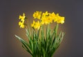 Daffodils, Narcissus, big bunch of yellow Daffodil flowers on grey background Royalty Free Stock Photo