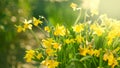 Daffodils, Narcissus, Daffodil flowers in spring garden blooming, Easter background Royalty Free Stock Photo