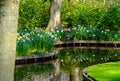 Daffodils and narcissus flowers reflected in the water at Keukenhof Gardens, Lisse, South Holland