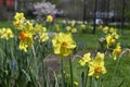 Daffodils. Narcissus jonquilla. Yellow flowering daffodils in the garden Royalty Free Stock Photo