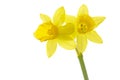 Daffodils (Narcissus pseudonarcissus) Royalty Free Stock Photo