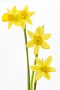 Daffodils (Narcissus pseudonarcissus) Royalty Free Stock Photo