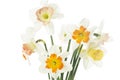 Daffodils (Narcissus pseudonarcissus) Royalty Free Stock Photo