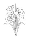 Daffodils narcissus spring flowers isolated