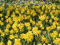 Daffodils narcissus in springtime Royalty Free Stock Photo