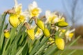 Daffodils narcissus are starting to flower on a sunny in spring Royalty Free Stock Photo