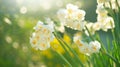 Daffodils, Narcissus, white Daffodil flowers in spring garden blooming, Easter background Royalty Free Stock Photo