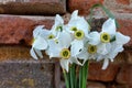 Daffodils near fortress wall