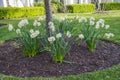 Daffodils offsetting tree bed