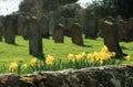 Daffodils in old burial ground