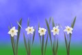 Daffodils over blue background