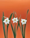 Daffodils over orange background