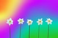 Daffodils over rainbow-colored background