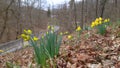 Daffodils Over Rural Road Royalty Free Stock Photo