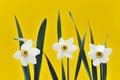 Daffodils over yellow background
