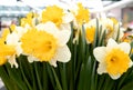 Daffodils with a particle of the sun