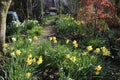 Daffodils and path garden woodland area in spring Royalty Free Stock Photo