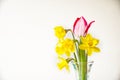 Yellow daffodils and pink tulip in a glass vase horizontal. Royalty Free Stock Photo