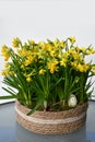 Daffodils planted in a jute basket
