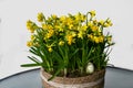 Daffodils planted in a jute basket