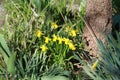 Daffodils planted next to a tree