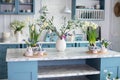 Daffodils and plants in pots, branches tree olive with easter eggs in vase. Stylish kitchen interior with easter decor. Royalty Free Stock Photo