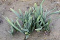 Daffodils plants sprout in early spring Royalty Free Stock Photo