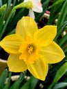 Daffodils in pot