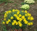 Daffodils and primrose blooms in spring garden