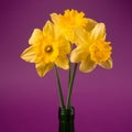 Daffodils on purple background Royalty Free Stock Photo