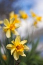 Daffodils in a row with short depth of field Royalty Free Stock Photo