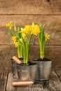Daffodils on Rustic Background Portrait Royalty Free Stock Photo
