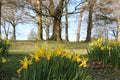 Daffodils for st David`s day Royalty Free Stock Photo