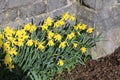 Daffodils for st David`s day Royalty Free Stock Photo