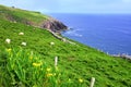 Daffodils and sheep in green fields along the coast of Ireland, Dingle peninsula, County Kerry Royalty Free Stock Photo