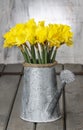 Daffodils in silver watering can Royalty Free Stock Photo