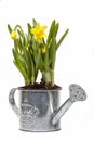 Daffodils in silver watering can Royalty Free Stock Photo