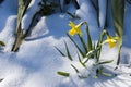 Daffodils in the snow Royalty Free Stock Photo