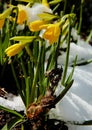 Daffodils in the snow Royalty Free Stock Photo