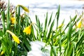 Daffodils in snow Royalty Free Stock Photo