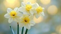 Daffodils in soft light Royalty Free Stock Photo