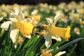 Daffodils in spring Royalty Free Stock Photo