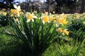 Daffodils in spring Royalty Free Stock Photo