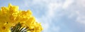 Daffodils spring flower background against a blue sky Royalty Free Stock Photo