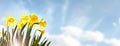 Daffodils spring flower background against a clear blue sky Royalty Free Stock Photo