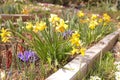 Daffodils and spring flowers garden Royalty Free Stock Photo