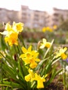 Daffodils and spring flowers garden Royalty Free Stock Photo