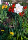 Daffodils spring flowers