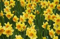 Daffodils